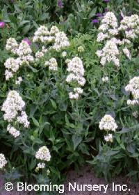 Centranthus ruber 'Albus'                         